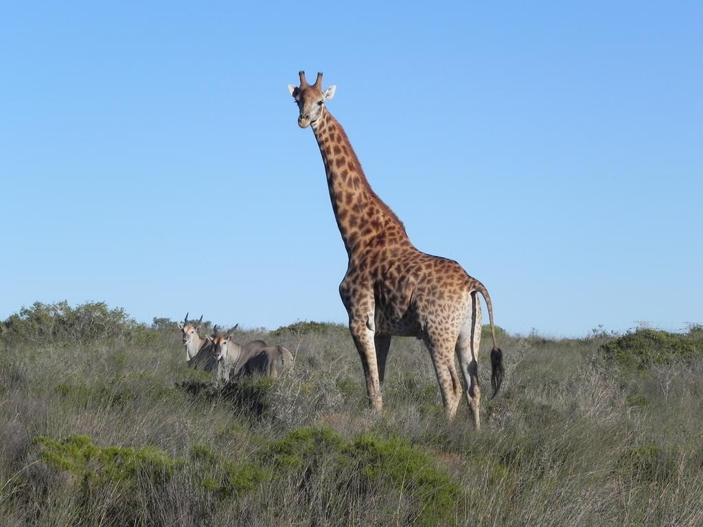 Thali Thali Game Lodge Langebaan Exterior foto