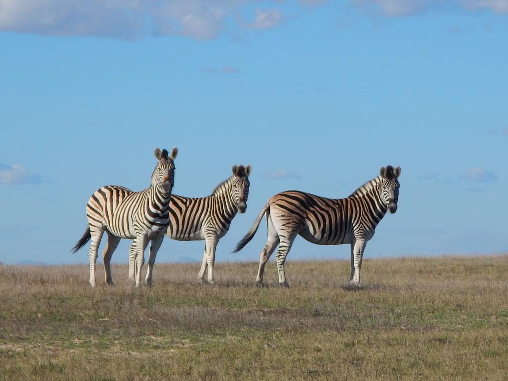 Thali Thali Game Lodge Langebaan Exterior foto